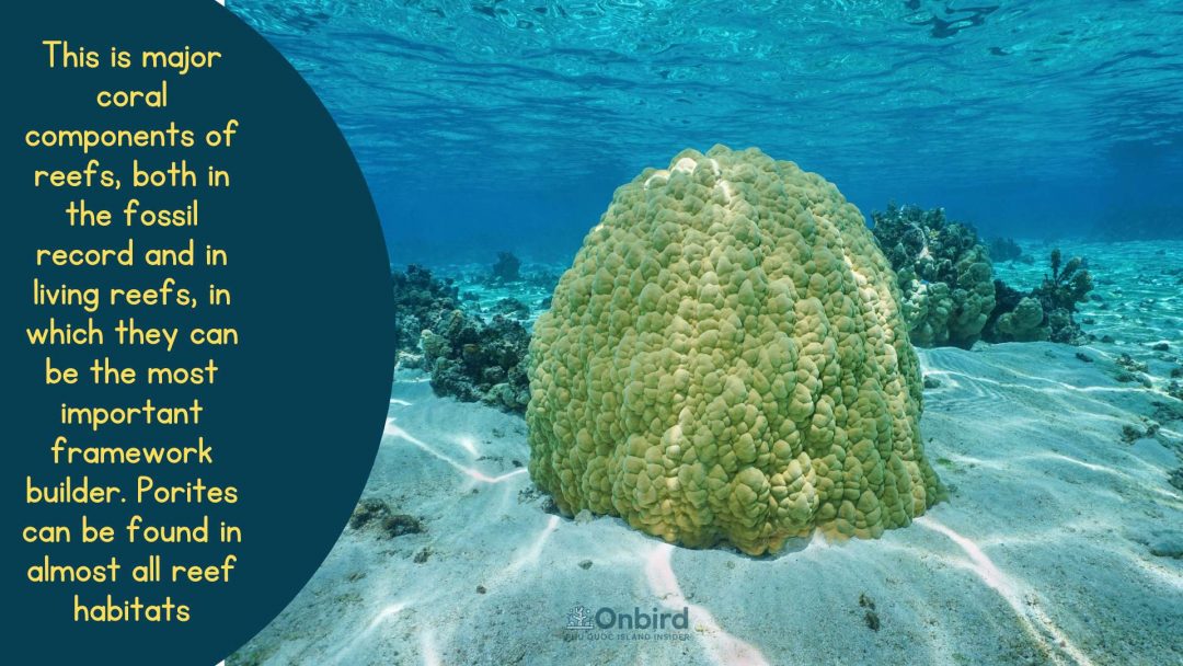 Porites Lutea Coral or Hump Coral – A Genus of Stony Coral: I am an alive Coral but not a dead Rock