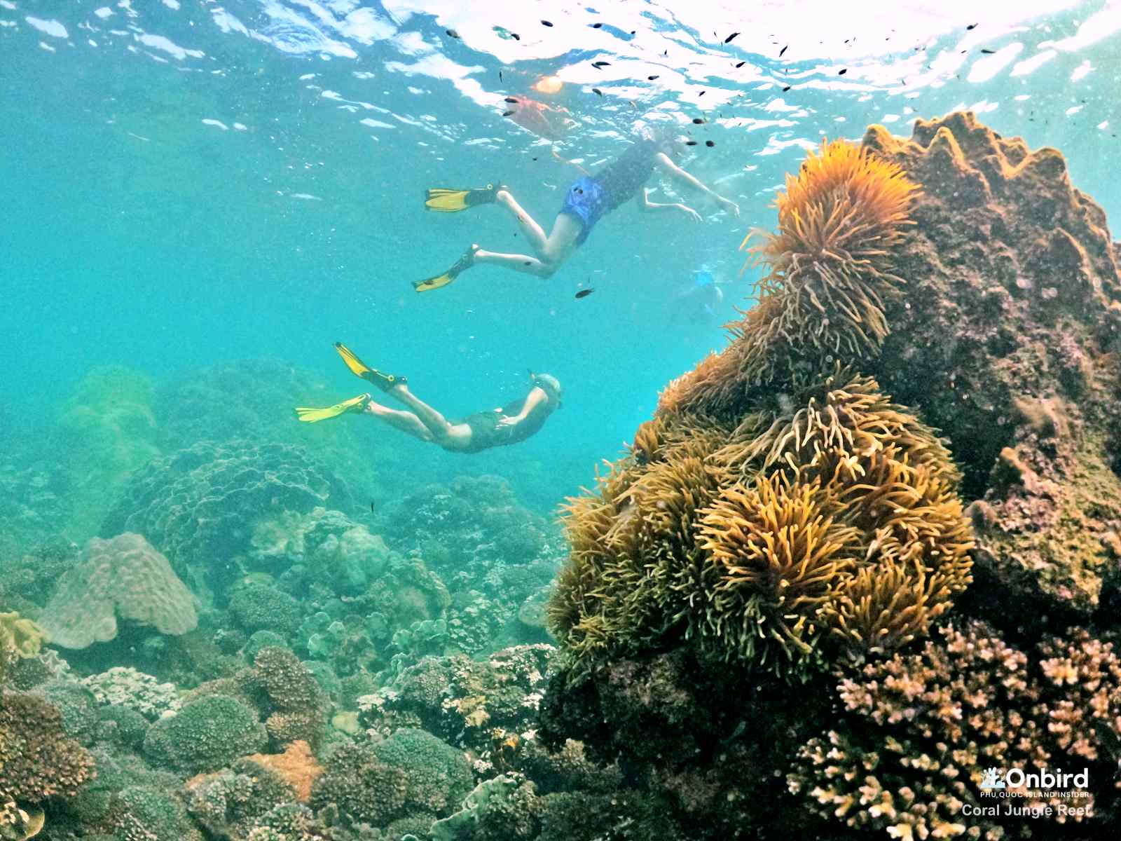 REAL PHOTOS OF SNORKELING & CORALS IN PHU QUOC ISLAND, VIETNAM by ONBIRD