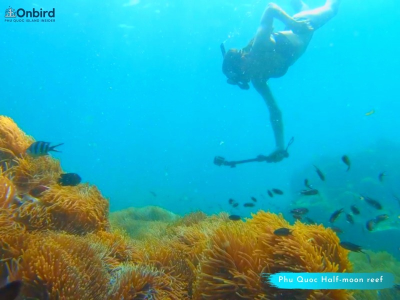 SNORKELING TO SEE ANEMONE IN SOUTH PHU QUOC ISLAND, VIETNAM