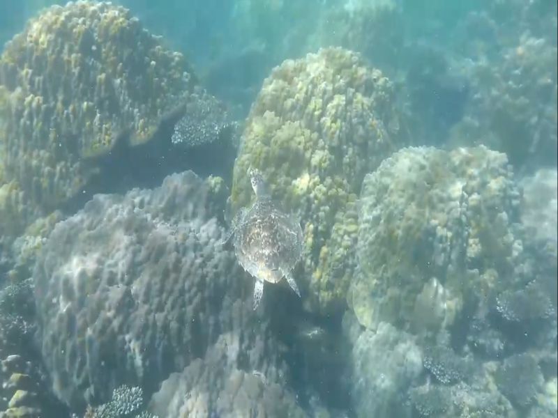 Sea Turtles in Phu Quoc Island, Vietnam – Save Phu Quoc