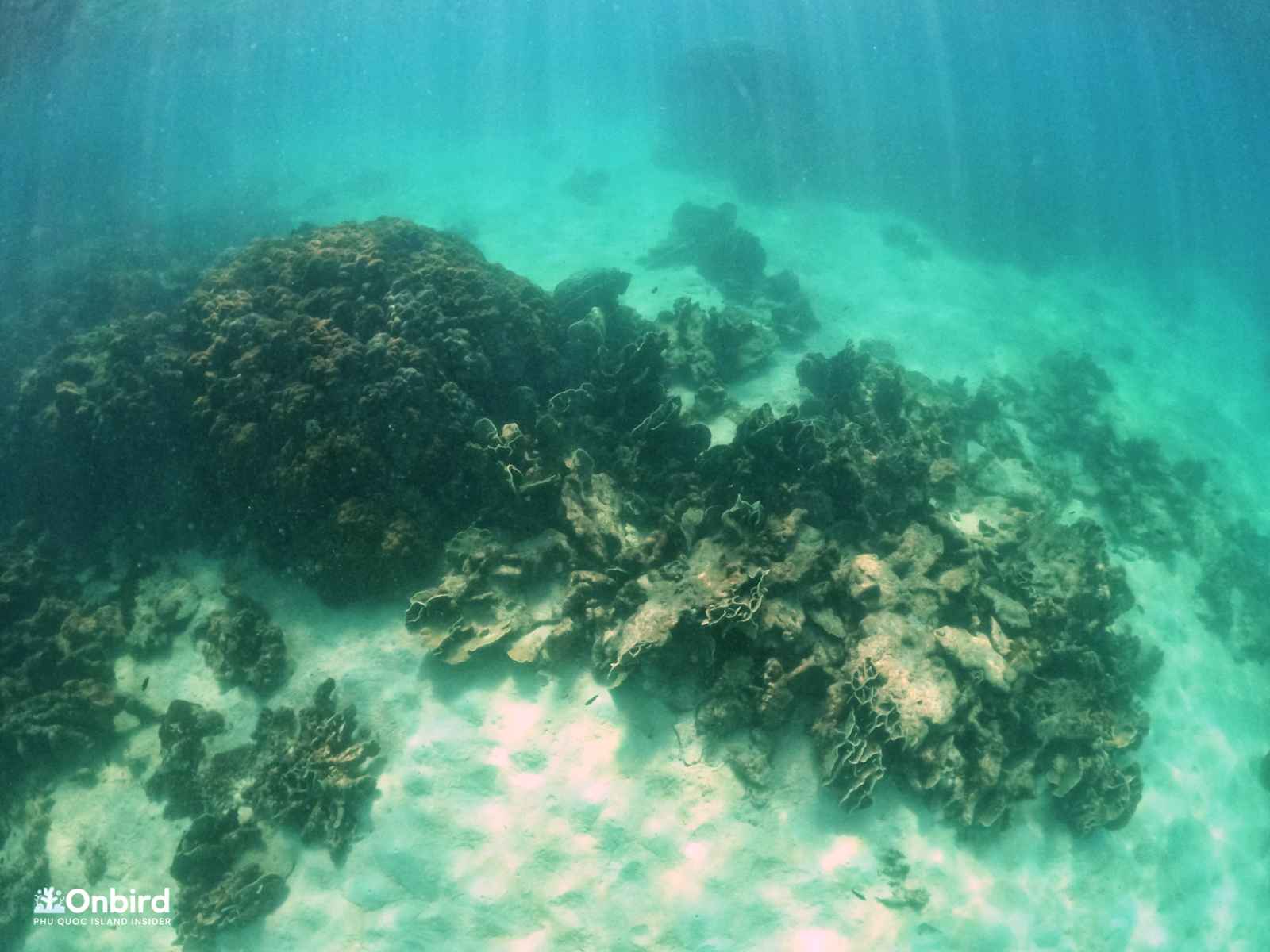 THE EXTREME TRUTH ABOUT CORAL SITUATION IN PHU QUOC THAT NO ONE TELL YOU