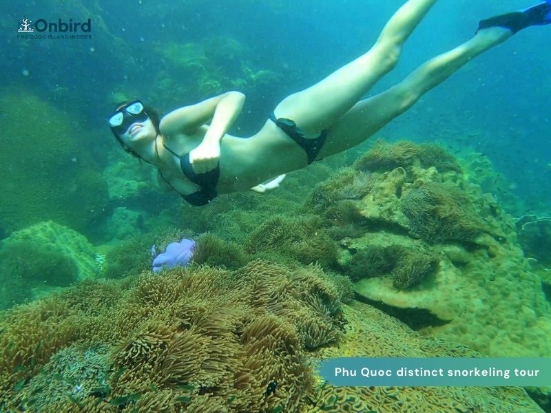 The Best Natural Coral Reefs for Snorkeling & Scuba Diving In Phu Quoc Island, Vietnam (Updated Periodically)