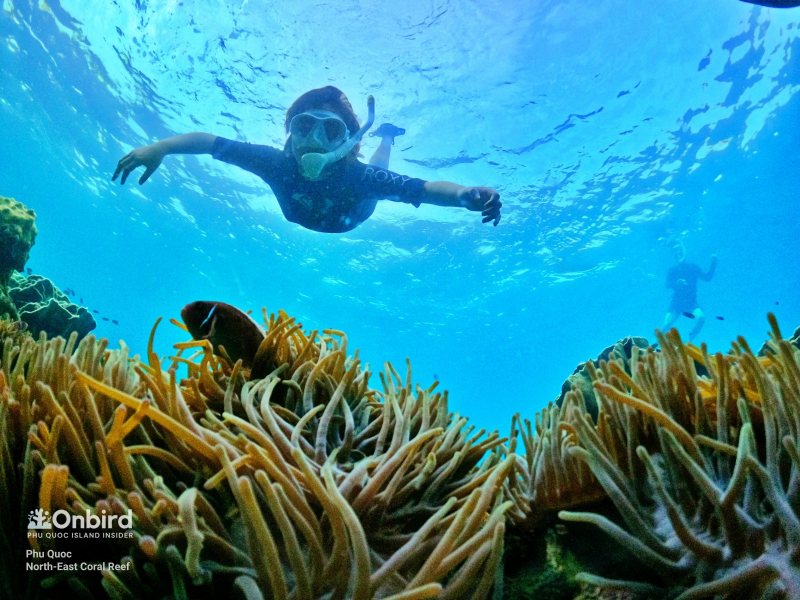 WHERE TO SEE ANEMONE, NEMO, CLOWNFISH in PHU QUOC SNORKELING SITES