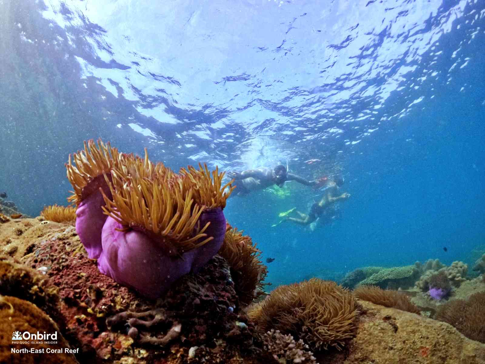 Why the Noontime frame (10 AM – 2 PM) is worse for snorkeling? UV EFFECT IN SCIENTIFIC SNORKELING WITH ONBIRD